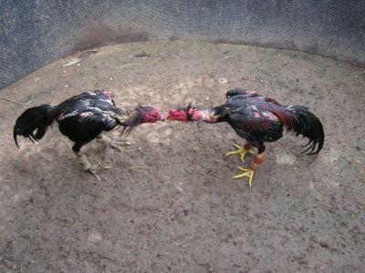 เลี้ยงไก่ชนการฝึกซ้อมคู่หรือที่เรียกว่าการปล้ำไก่  เลี้ยงไก่ชนการฝึกซ้อมคู่หรือที่เรียกว่าการปล้ำไก่