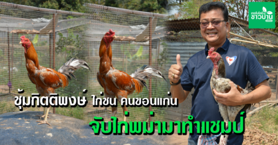 ซุ้มกิตติพงษ์ ไก่ชน คนขอนแก่น จับไก่พม่ามาทำแชมป์