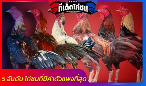 5 อันดับ ไก่ชนที่มีค่าตัวแพงที่สุดที่มีการซื้อขายเกิดขึ้นจริงของไทย และของโลก  5 อันดับ ไก่ชนที่มีค่าตัวแพงที่สุดที่มีการซื้อขายเกิดขึ้นจริงของไทย และของโลก