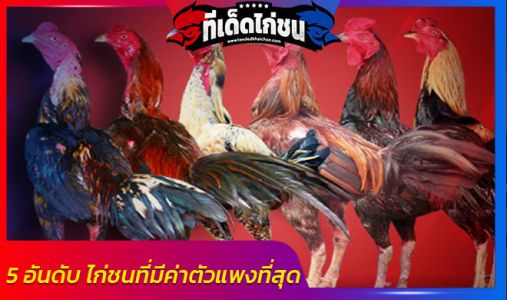 5 อันดับ ไก่ชนที่มีค่าตัวแพงที่สุดที่มีการซื้อขายเกิดขึ้นจริงของไทย และของโลก 