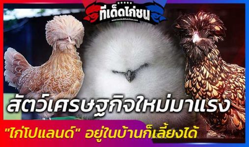 สัตว์เศรษฐกิจใหม่มาแรง  สัตว์เศรษฐกิจใหม่มาแรง