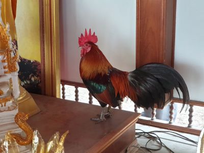 แห่ขอหวยไก่แจ้คู่บารมีไอ้ไข่วัดเจดีย์คอหวยแห่กราบไหว้  แห่ขอหวยไก่แจ้คู่บารมีไอ้ไข่วัดเจดีย์คอหวยแห่กราบไหว้