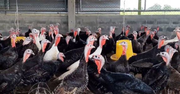 การเลี้ยงไก่งวง ให้ได้ผลผลิตดี ต้องดูแนวโน้มความต้องการของตลาด ไม่ต้องทุ่มงบให้  การเลี้ยงไก่งวง ให้ได้ผลผลิตดี ต้องดูแนวโน้มความต้องการของตลาด ไม่ต้องทุ่มงบให้