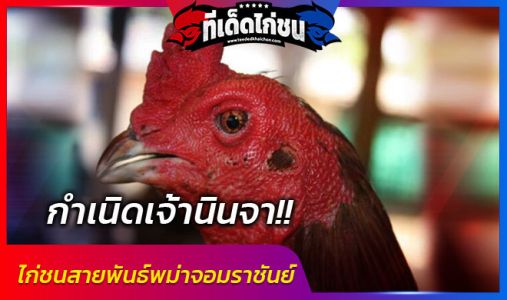 เจ้านินจา ไก่ชนพม่าจอมราชันย์ ตำนานไก่พม่าโคตรตีเจ็บตัวดังแดนอีสาน  เจ้านินจา ไก่ชนพม่าจอมราชันย์ ตำนานไก่พม่าโคตรตีเจ็บตัวดังแดนอีสาน