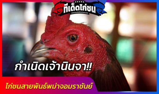  เจ้านินจา ไก่ชนพม่าจอมราชันย์ ตำนานไก่พม่าโคตรตีเจ็บตัวดังแดนอีสาน