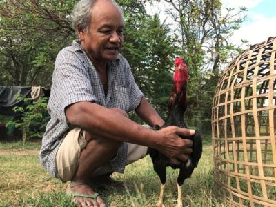 งานเสริมหลังทำนา เกษตรกรสุรินทร์เพาะไก่ชนขึ้นชื่อ มูลค่าขายสูงจากพันถึงหมื่นบาท งานเสริมหลังทำนา เกษตรกรสุรินทร์เพาะไก่ชนขึ้นชื่อ มูลค่าขายสูงจากพันถึงหมื่นบาท