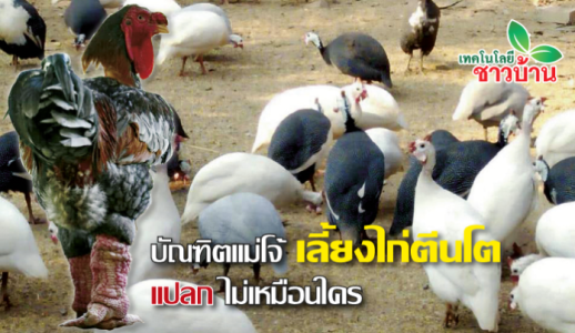 บัณฑิตแม่โจ้ เลี้ยงไก่ตีนโต ไก่ต๊อก สร้างรายได้เสริมอย่างดี ที่สุโขทัย บัณฑิตแม่โจ้ เลี้ยงไก่ตีนโต ไก่ต๊อก สร้างรายได้เสริมอย่างดี ที่สุโขทัย