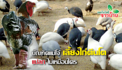 บัณฑิตแม่โจ้ เลี้ยงไก่ตีนโต ไก่ต๊อก สร้างรายได้เสริมอย่างดี ที่สุโขทัย