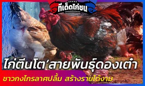 ชาวกงไกรลาศปลื้ม! หลังเลี้ยง’ไก่ตีนโต’สายพันธุ์ดองเต๋า สร้างรายได้งาม