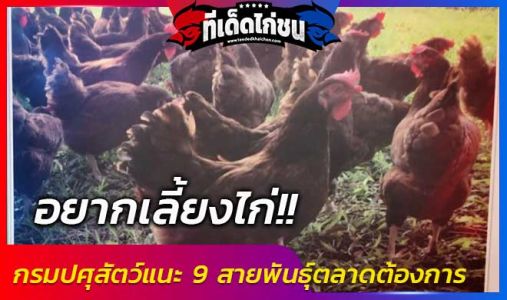 อยากเลี้ยงไก่!! กรมปศุสัตว์แนะ 9 สายพันธุ์  พันธุ์ดี  ตลาดต้องการ  แถมขึ้นทะเบีย อยากเลี้ยงไก่!! กรมปศุสัตว์แนะ 9 สายพันธุ์  พันธุ์ดี  ตลาดต้องการ  แถมขึ้นทะเบีย
