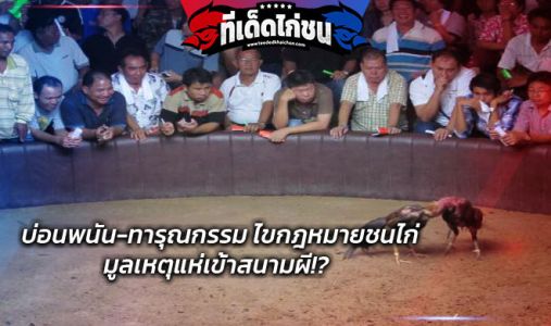 บ่อนพนัน-ทารุณกรรม ไขกฎหมายชนไก่ มูลเหตุแห่เข้าสนามผี!?