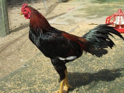 ไก่บ้านเมืองเพรียว สระบุรี ไก่เนื้อก็ได้ ไก่ชนก็ดี ไก่บ้านเมืองเพรียว สระบุรี ไก่เนื้อก็ได้ ไก่ชนก็ดี