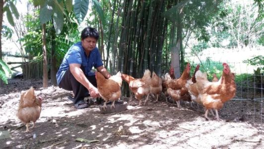 อย่ามองข้าม “อาชีพการเลี้ยงไก่ ”ตลาดโตทุกปี สร้าง “เศรษฐี” หน้าใหม่ได้ตลอด อย่ามองข้าม “อาชีพการเลี้ยงไก่ ”ตลาดโตทุกปี สร้าง “เศรษฐี” หน้าใหม่ได้ตลอด