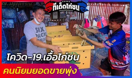 โควิด-19..เอื้อไก่ชน คนนิยมยอดขายพุ่ง โควิด-19..เอื้อไก่ชน คนนิยมยอดขายพุ่ง