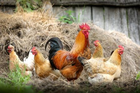 บ้านเราในบางพื้นที่จะมีเมนูแปลกๆโหดๆหลงเหลืออยู่เช่น เมนูไก่กะทิ หรือไก่หลุม