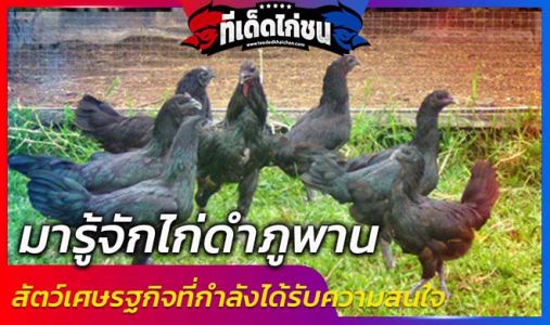 มารู้จักไก่ดำภูพาน สัตว์เศษรฐกิจที่กำลังได้รับความสนใจ  มารู้จักไก่ดำภูพาน สัตว์เศษรฐกิจที่กำลังได้รับความสนใจ