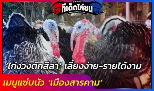 ‘ไก่งวงตักสิลา’ เลี้ยงง่าย-รายได้งาม เมนูแซ่บนัว ‘เมืองสารคาม’ ‘ไก่งวงตักสิลา’ เลี้ยงง่าย-รายได้งาม เมนูแซ่บนัว ‘เมืองสารคาม’