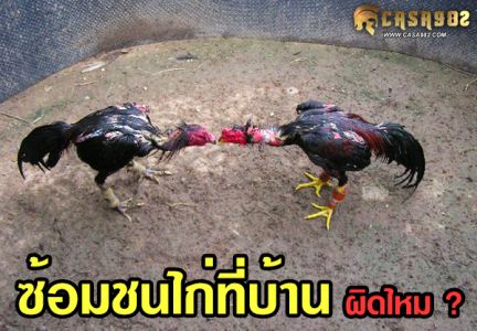 ซ้อมชนไก่ที่บ้าน โดยไม่ได้ขออนุญาต ผิดไหม? ซ้อมชนไก่ที่บ้าน โดยไม่ได้ขออนุญาต ผิดไหม?