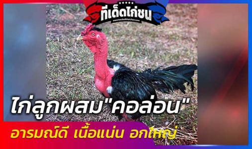 ไก่ลูกผสม ไก่ลูกผสม