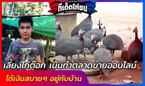 เลี้ยงไก่ต๊อก เน้นทำตลาดขายออนไลน์ ได้เงินสบายๆ อยู่กับบ้าน เลี้ยงไก่ต๊อก เน้นทำตลาดขายออนไลน์ ได้เงินสบายๆ อยู่กับบ้าน