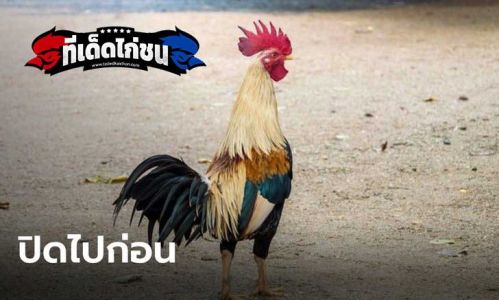 กทม.กาง พ.ร.ก.ฉุกเฉิน ประกาศปิดสนามไก่ชน-วัวชน-ปลากัด ชั่วคราวถึง 31 ส.ค.