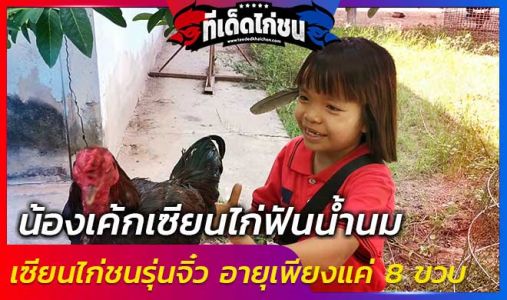 น้องเค้กเซียนไก่ฟันน้ำนม     น้องเค้กเซียนไก่ฟันน้ำนม