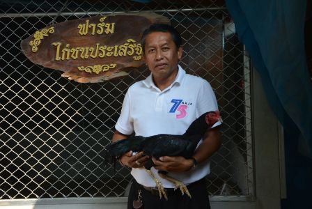 ฟาร์มไก่ชนประเสริฐ ปั้นไก่ชนเลือดนักสู้ อาชีพเสริม หนุ่มสหกรณ์จังหวัดอ่างทอง ฟาร์มไก่ชนประเสริฐ ปั้นไก่ชนเลือดนักสู้ อาชีพเสริม หนุ่มสหกรณ์จังหวัดอ่างทอง
