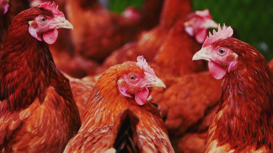 เซียนไก่ครวญ! พิษโควิกระทบหนัก เตรียมยื่นนายกฯขอผ่อนปรนเปิดบ่อนไก่ชน เซียนไก่ครวญ! พิษโควิกระทบหนัก เตรียมยื่นนายกฯขอผ่อนปรนเปิดบ่อนไก่ชน