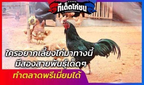 ใครอยากเลี้ยงไก่มาทางนี้ มีสองสายพันธุ์เด็ดๆ แนะนำ ทำตลาดพรีเมี่ยมได้ ใครอยากเลี้ยงไก่มาทางนี้ มีสองสายพันธุ์เด็ดๆ แนะนำ ทำตลาดพรีเมี่ยมได้