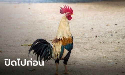 กทม.กาง พ.ร.ก.ฉุกเฉิน ประกาศปิดสนามไก่ชน-วัวชน-ปลากัด ชั่วคราวถึง 31 ส.ค. กทม.กาง พ.ร.ก.ฉุกเฉิน ประกาศปิดสนามไก่ชน-วัวชน-ปลากัด ชั่วคราวถึง 31 ส.ค.