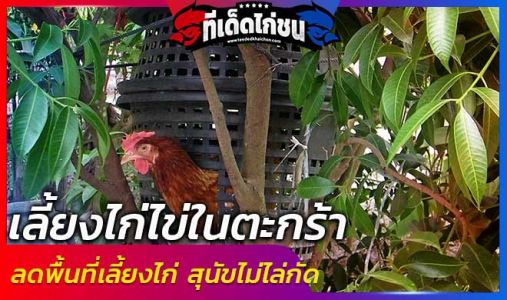 “เลี้ยงไก่ไข่ในตะกร้า” ลดพื้นที่เลี้ยงไก่ สุนัขไม่ไล่กัด ขี้ไก่เป็นปุ๋ยให้ต้นไม้ “เลี้ยงไก่ไข่ในตะกร้า” ลดพื้นที่เลี้ยงไก่ สุนัขไม่ไล่กัด ขี้ไก่เป็นปุ๋ยให้ต้นไม้