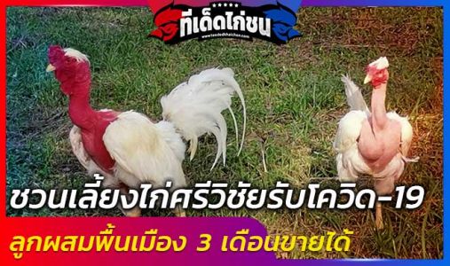 ชวนเลี้ยงไก่ศรีวิชัยรับโควิด-19 ลูกผสมพื้นเมือง 3 เดือนขายได้