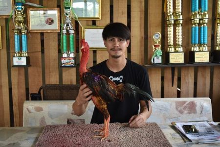 เทคนิคการเลี้ยงไก่ชน ของพระเอก น้ำ รพีภัทร เทคนิคการเลี้ยงไก่ชน ของพระเอก น้ำ รพีภัทร
