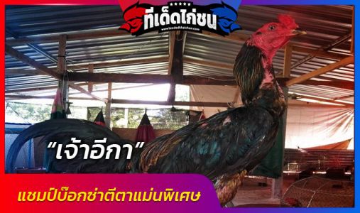 “เจ้าอีกา” แชมป์บ๊อกซ่า แห่ง “ที.ที. ฟาร์ม” “เจ้าอีกา” แชมป์บ๊อกซ่า แห่ง “ที.ที. ฟาร์ม”