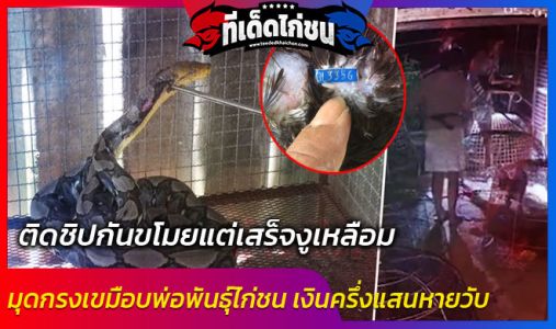ติดชิปกันขโมยแต่เสร็จงูเหลือม มุดกรงเขมือบพ่อพันธุ์ไก่ชน เงินครึ่งแสนหายวับ ติดชิปกันขโมยแต่เสร็จงูเหลือม มุดกรงเขมือบพ่อพันธุ์ไก่ชน เงินครึ่งแสนหายวับ