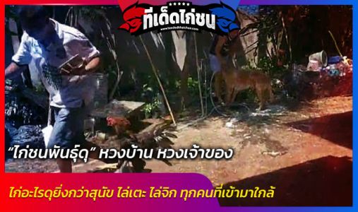 “ไก่ชนพันธุ์ดุ” หวงบ้าน หวงเจ้าของ “ไก่ชนพันธุ์ดุ” หวงบ้าน หวงเจ้าของ