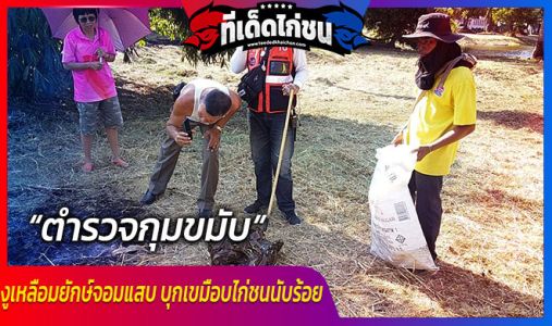 ตำรวจกุมขมับ เสียหายหลายแสน งูเหลือมยักษ์จอมแสบ บุกเขมือบไก่ชนนับร้อย ตำรวจกุมขมับ เสียหายหลายแสน งูเหลือมยักษ์จอมแสบ บุกเขมือบไก่ชนนับร้อย