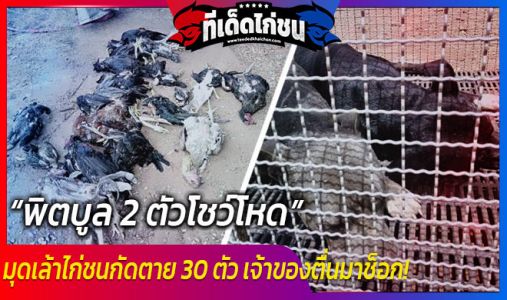 พิตบูล 2 ตัวโชว์โหด มุดเล้าไก่ชนกัดตาย 30 ตัว เจ้าของตื่นมาช็อก! พิตบูล 2 ตัวโชว์โหด มุดเล้าไก่ชนกัดตาย 30 ตัว เจ้าของตื่นมาช็อก!