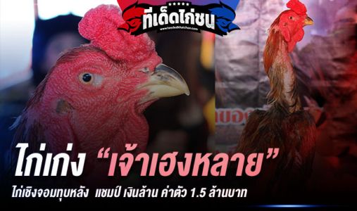 เจ้าเฮงหลาย ไก่เชิงจอมทุบหลัง ค่าตัว 1.5 ล้านบาท  เจ้าเฮงหลาย ไก่เชิงจอมทุบหลัง ค่าตัว 1.5 ล้านบาท