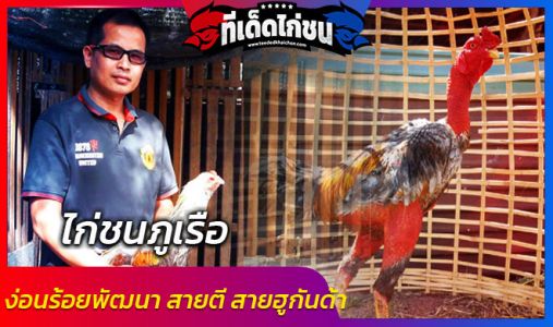 ไก่ชนภูเรือง่อนร้อยพัฒนา สายตี  ไซง่อนเลือดร้อยสายฮูกันด้า ไก่ชนภูเรือง่อนร้อยพัฒนา สายตี  ไซง่อนเลือดร้อยสายฮูกันด้า
