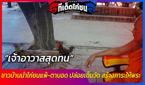 เจ้าอาวาสสุดทน ชาวบ้านนำไก่ชนแพ้-ตาบอด ปล่อยเต็มวัด สร้างภาระให้พระ