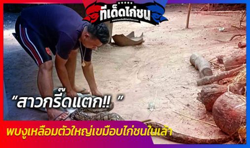 สาวกรี๊ดแตก!! พบงูเหลือมตัวใหญ่เขมือบไก่ชนในเล้า สาวกรี๊ดแตก!! พบงูเหลือมตัวใหญ่เขมือบไก่ชนในเล้า