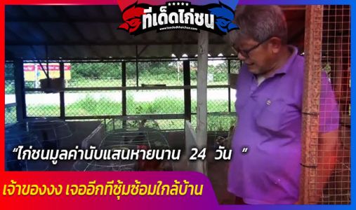 ไก่ชนมูลค่านับแสนหายนาน 24 วัน เจ้าของงง เจออีกทีซุ้มซ้อมใกล้บ้าน ไก่ชนมูลค่านับแสนหายนาน 24 วัน เจ้าของงง เจออีกทีซุ้มซ้อมใกล้บ้าน