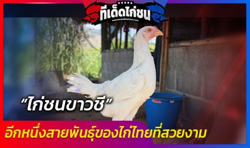 ไก่ขาวชี อีกหนึ่งสายพันธุ์ของไก่ไทยที่สวยงาม ไก่ขาวชี อีกหนึ่งสายพันธุ์ของไก่ไทยที่สวยงาม