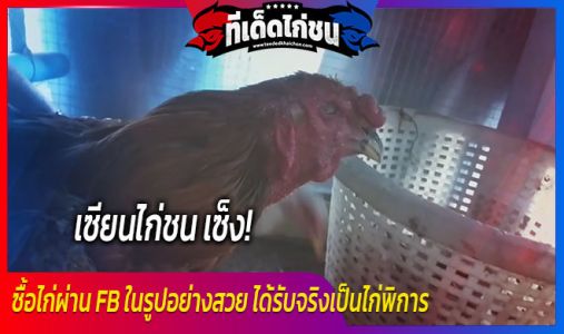 เซียนไก่ชน เซ็ง! ซื้อไก่ผ่าน FB ในรูปอย่างสวย ได้รับจริงเป็นไก่พิการ เซียนไก่ชน เซ็ง! ซื้อไก่ผ่าน FB ในรูปอย่างสวย ได้รับจริงเป็นไก่พิการ