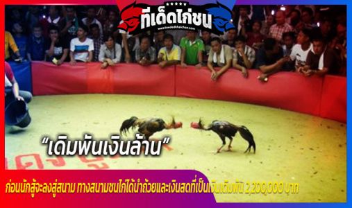 เดิมพันเงินล้าน ไก่ชนคู่หยุดโลก เดิมพันเงินล้าน ไก่ชนคู่หยุดโลก