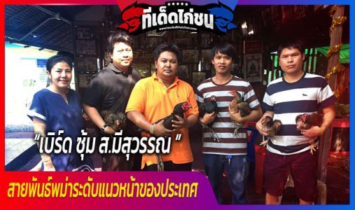 เบิร์ด ซุ้ม ส.มีสุวรรณ สายพันธ์พม่าระดับแนวหน้าของประเทศ เบิร์ด ซุ้ม ส.มีสุวรรณ สายพันธ์พม่าระดับแนวหน้าของประเทศ