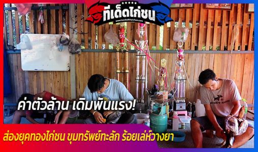 ค่าตัวล้าน เดิมพันแรง! ส่องยุคทองไก่ชน ขุมทรัพย์ทะลัก ร้อยเล่ห์วางยา ค่าตัวล้าน เดิมพันแรง! ส่องยุคทองไก่ชน ขุมทรัพย์ทะลัก ร้อยเล่ห์วางยา