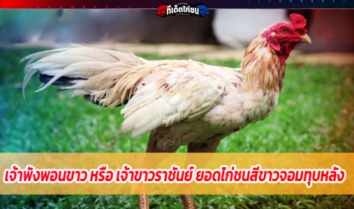 เจ้าพังพอนขาว หรือ เจ้าขาวราชันย์ ยอดไก่ชนสีขาวจอมทุบหลัง เจ้าพังพอนขาว หรือ เจ้าขาวราชันย์ ยอดไก่ชนสีขาวจอมทุบหลัง