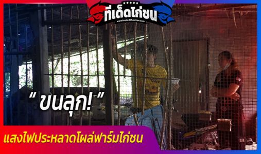 ขนลุก! แสงไฟประหลาดโผล่ฟาร์มไก่ชน ขนลุก! แสงไฟประหลาดโผล่ฟาร์มไก่ชน
